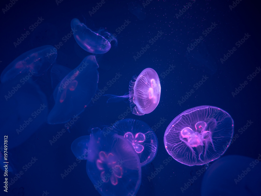Fototapeta premium Group of Moon Jellyfish Swim Underwater, with a Soft Bioluminescence