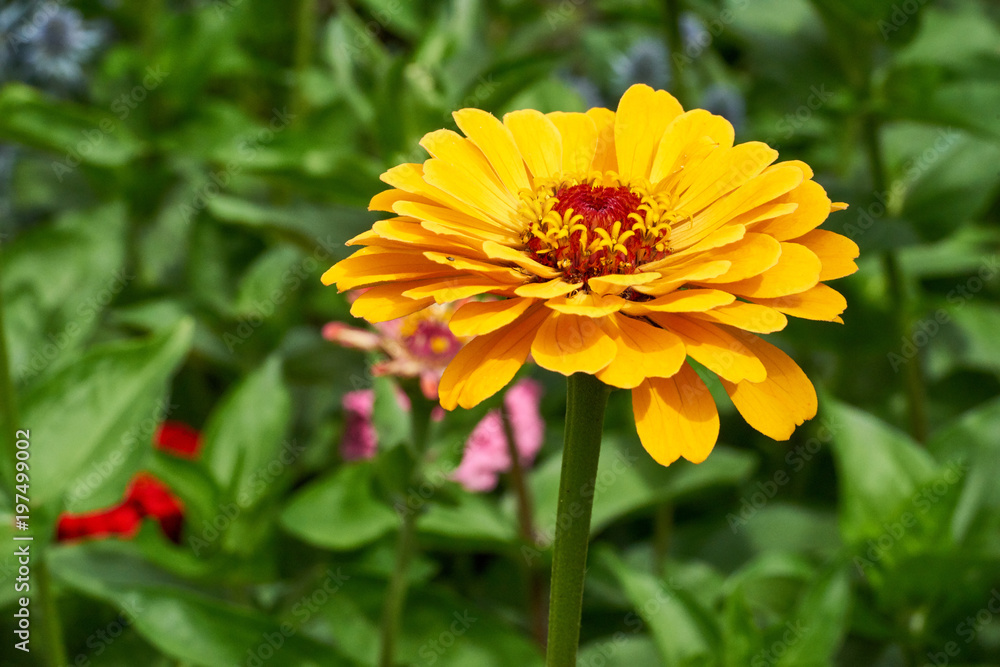 Blumengarten mit Zinnien Blumengarten mit Zinnien