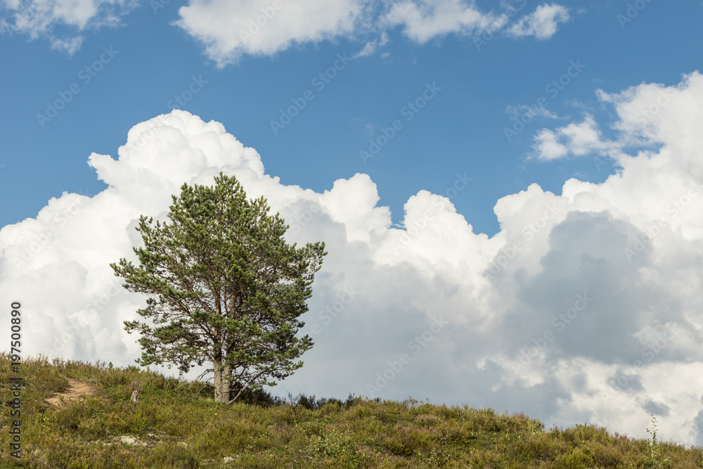 Single tree, blue sky and white clouds. Pine and cloudy sky natural background Single tree, blue sky and white clouds. Pine and cloudy sky natural background