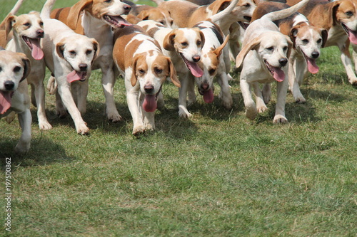 A Pack of Hunting Hounds Eager to Start the Chase.