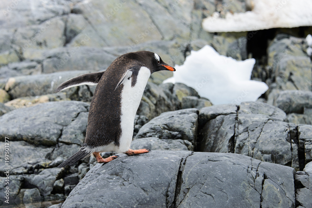 Fototapeta premium Gentoo penguin going