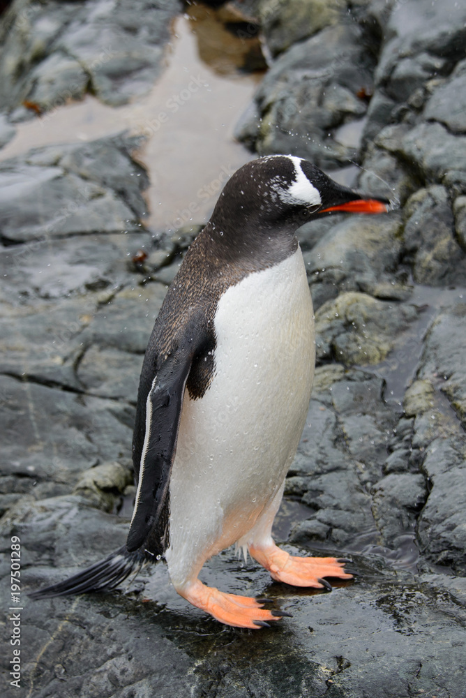 Naklejka premium Gentoo penguins on stone