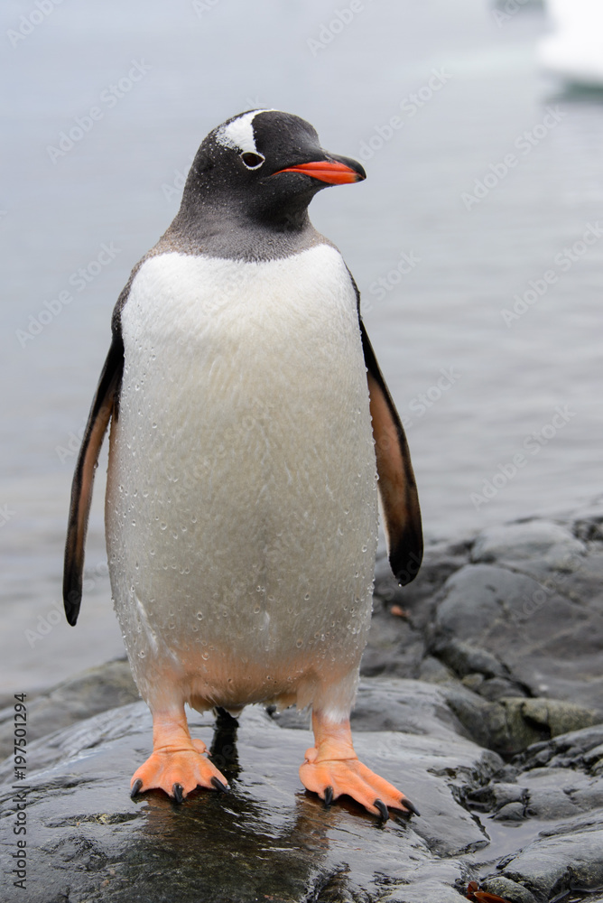 Naklejka premium Gentoo penguins on stone