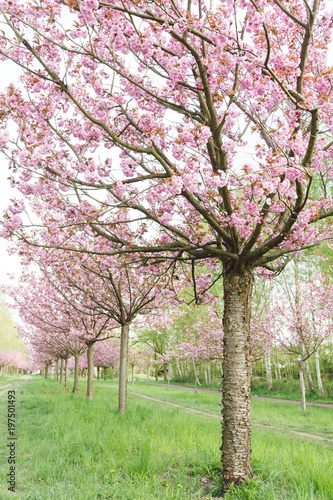 japanese cherry blossoms in full bloom