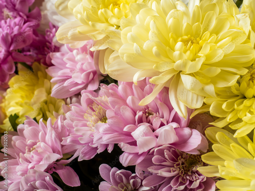 Bouquet of multicolored chrysanthemums on brown wooden background Place for text