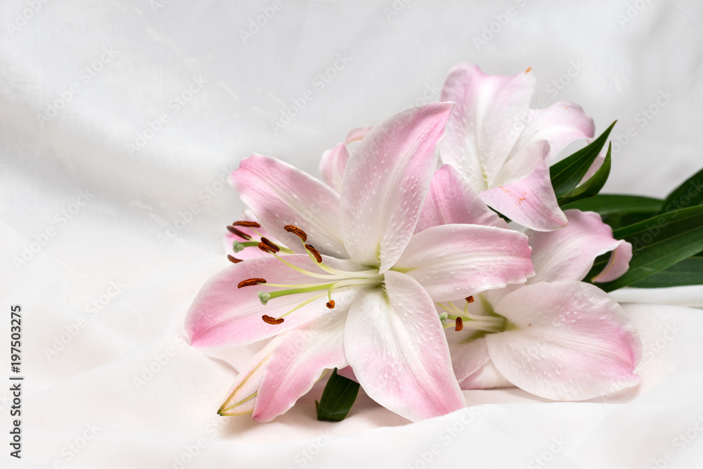 Lily. Beautiful flower open petal. Bright white bloom blossom focus stack. Blooming flower on white fabric background