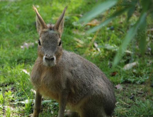 A Lovely South American Mara Patagonian Hare Animal. © daseaford