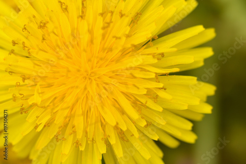 dandelion flowers