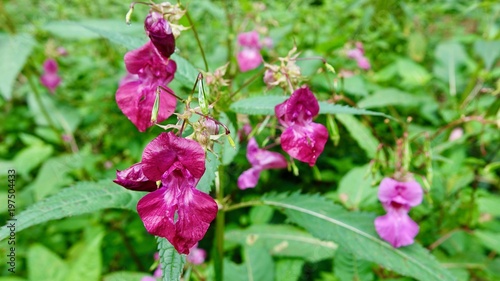 Wallpaper Mural Indisches Springkraut in Deutschland, blühend Torontodigital.ca