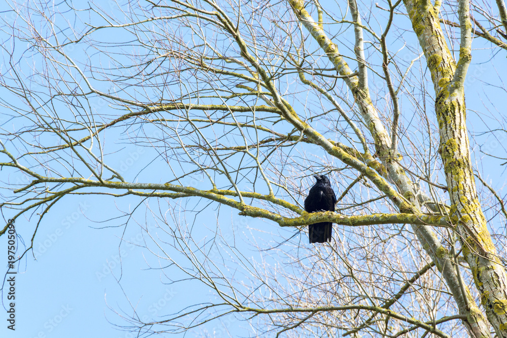 A crow resting on a tree with leafless branches in UK Spring - seasonal nature background A crow resting on a tree with leafless branches in UK Spring - seasonal nature background