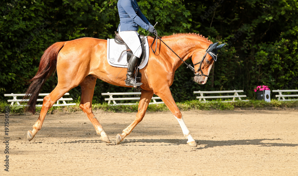 Horse in strong trot behind the vertical in the floating phase.. Horse in strong trot behind the vertical in the floating phase..
