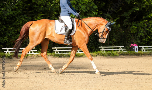 Horse in strong trot behind the vertical in the floating phase.. © RD-Fotografie