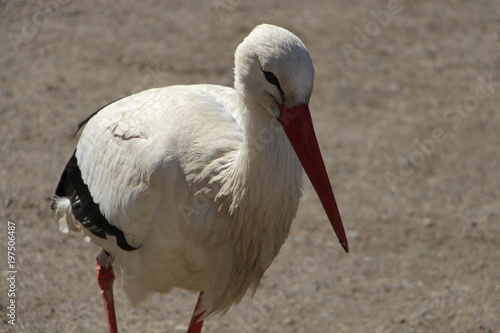 -Storch-Nahaufnahme- photo