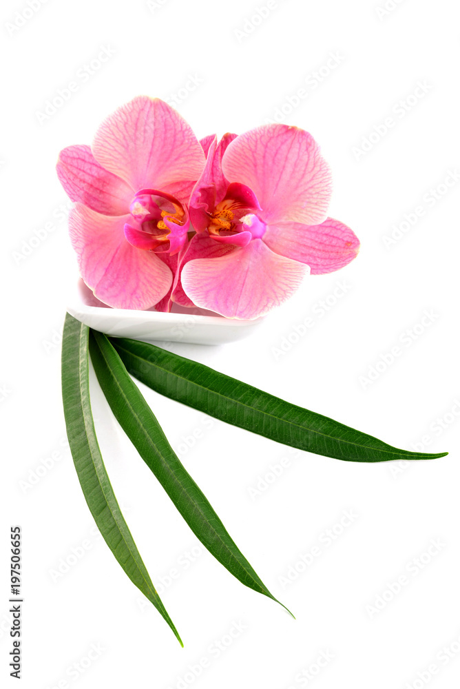 Obraz premium Pink orchids, flower isolated on white background.