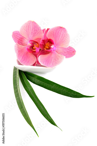 Fototapeta Naklejka Na Ścianę i Meble -  Pink orchids, flower isolated on white background.