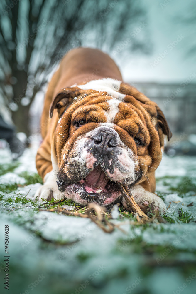 Funny english bulldog playing with the wooden stick,selective focus
