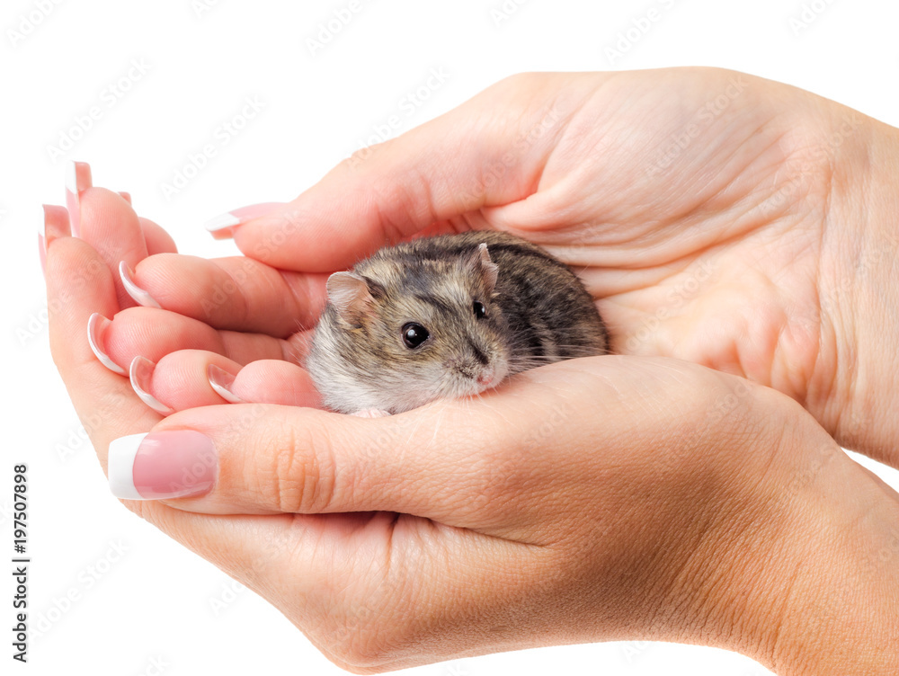 Jungar hamster in the woman's hands isolated on white Jungar hamster in the woman's hands isolated on white
