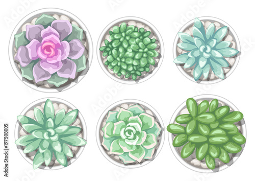 Set of succulents in pots. Echeveria, Jade Plant and Donkey Tails