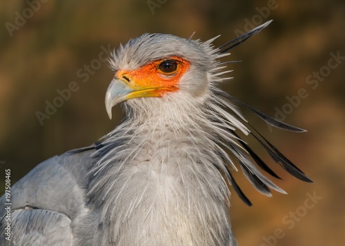 Secretary bird close up profile