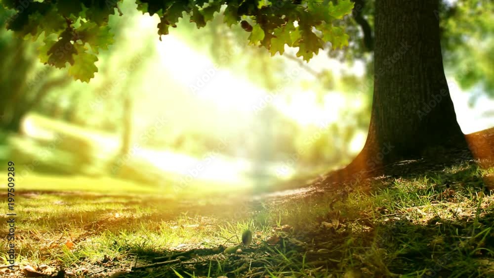 Growing plant under oak tree. The last 5 seconds are a loop. Mighty oaks grow from little acorns. Greatness comes from small beginnings. Beautiful nature, symbolizing life cycle, new ideas, spring etc