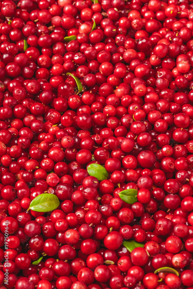 Fresh organic cranberries with green leaves over it - studio shot Fresh organic cranberries with green leaves over it - studio shot