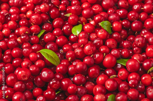 Fresh organic cranberries with green leaf over it - close up shot photo
