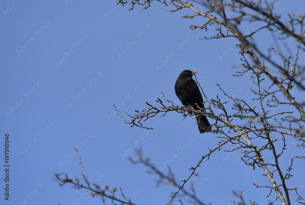 Fototapeta premium Amsel auf Baum
