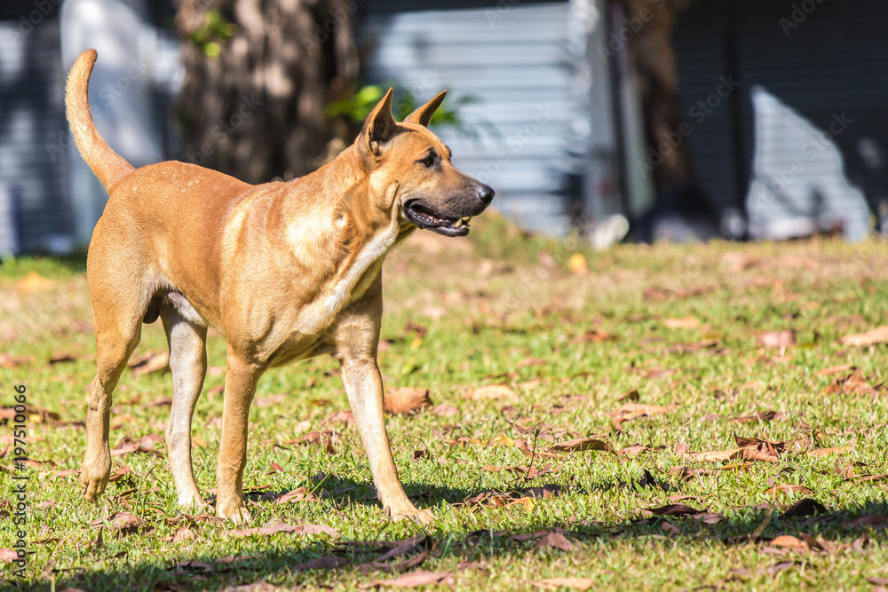 Stray dogs, standing on green grass