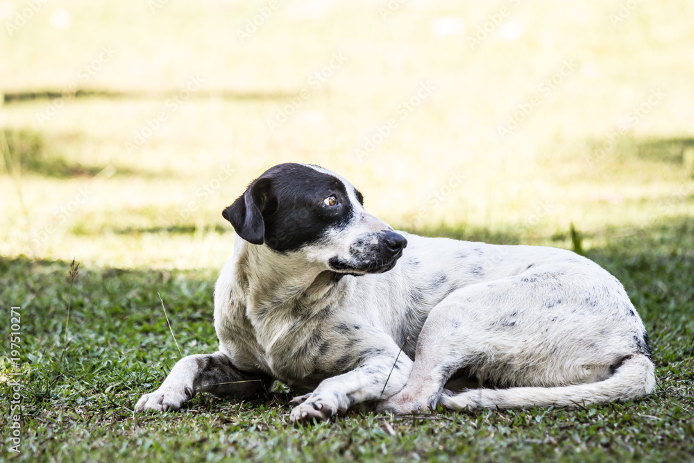 Stray dog lying on the grass