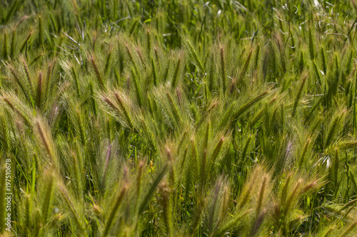 False barley field in Southern Italy