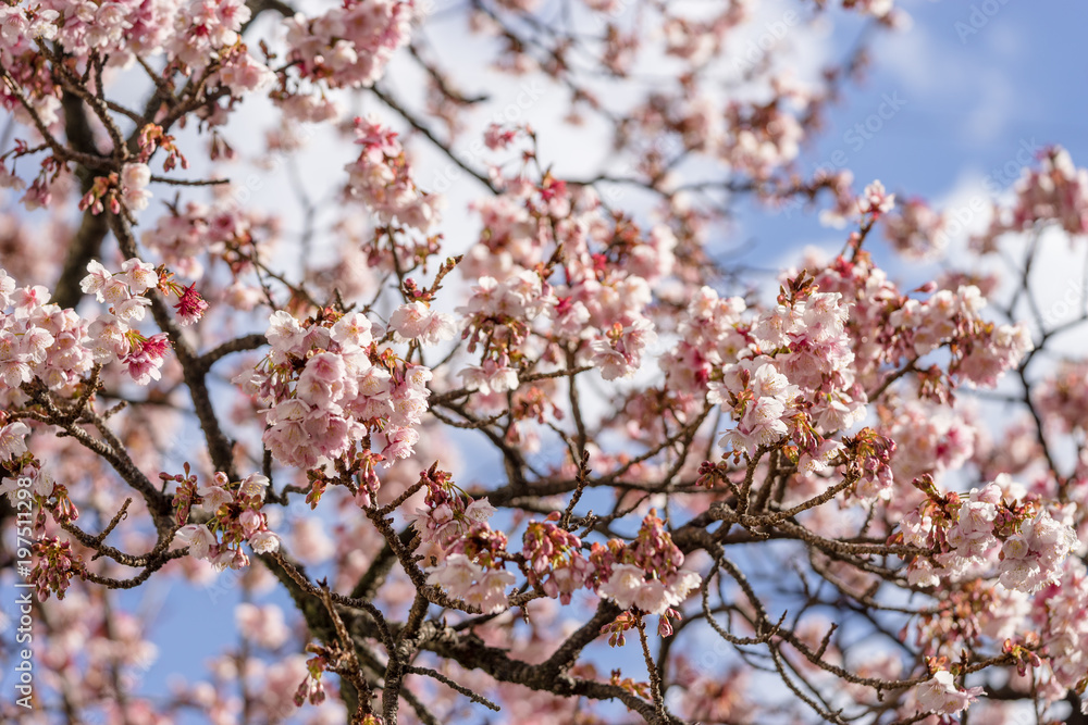 熱海桜の花