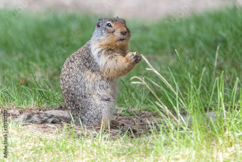 Wallpaper Mural Kanadisches Erdmännchen - British Columbia Kanada Torontodigital.ca