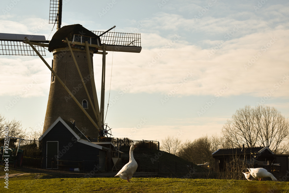 Obraz premium Windmill Holland Beautiful Sky Clouds Mill Animals Farm Dutch Old Blue Purple Grass Tree Hoofddorp