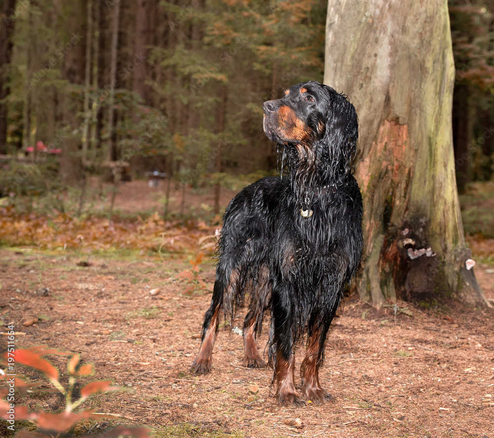 Dog breed Setter Gordon in the woods after a swim Dog breed Setter Gordon in the woods after a swim