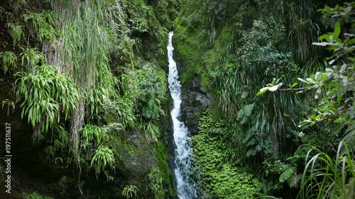 New Zealand: Karamatura Falls. Waterfall in lush green subtropical rain forest. Beautiful nature scene. Location: Waitakere Ranges Regional Park, West Auckland, New Zealand.  photo