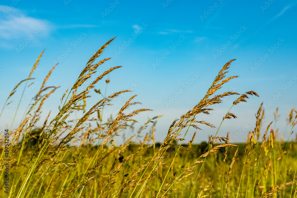 Obraz premium grashalme gegen blauen himmel, wiese im sommer