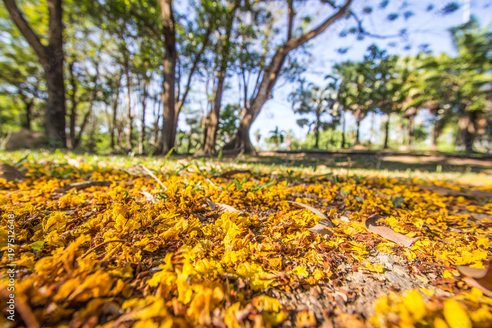 Obraz premium Background yellow flowers on the street with sunlight.