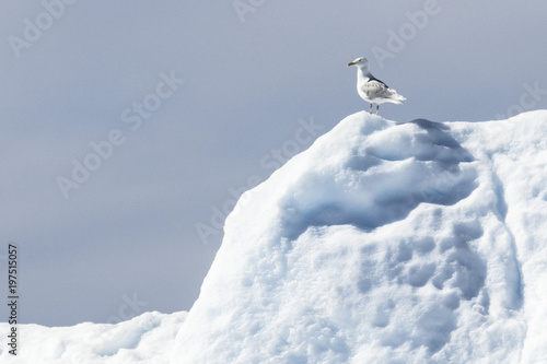 Giant Icebergs of Illulisat, Greenland, floating on water, a popular cruise destination. Small bird on the iceberg. non breeding adult