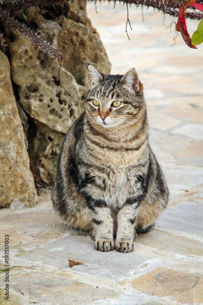 Obraz premium Portrait einer Katze 