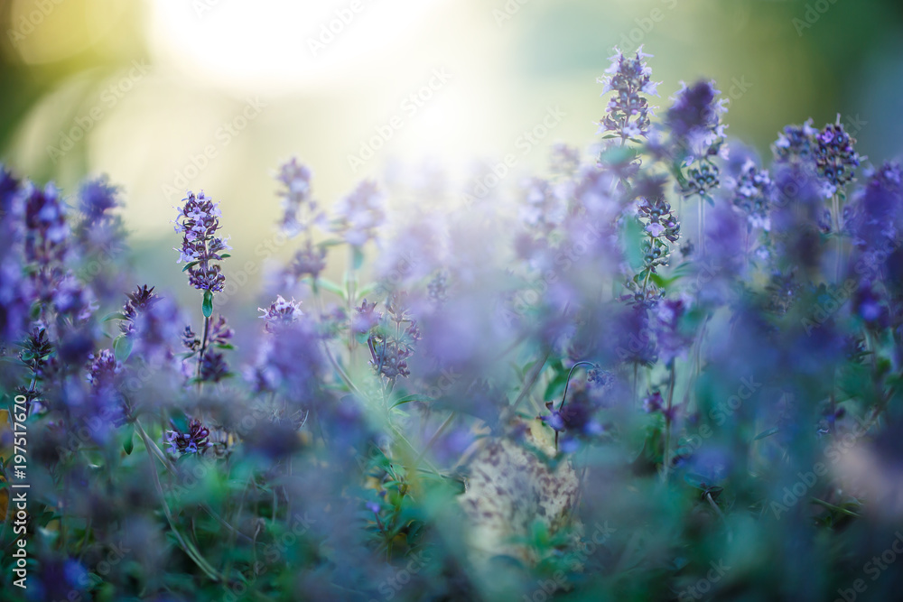 Obraz premium Spring. Nature. Meadow lilac flowers in sunny field in morning sunlight. Freshness
