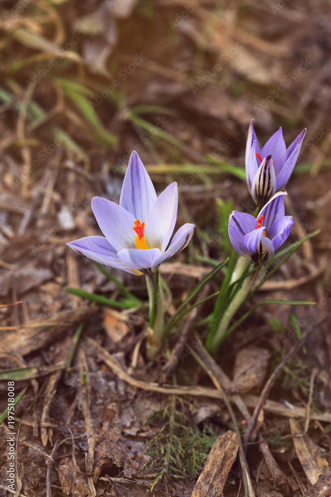 Beautiful crocus flowers during spring on Mount Beautiful crocus flowers during spring on Mount