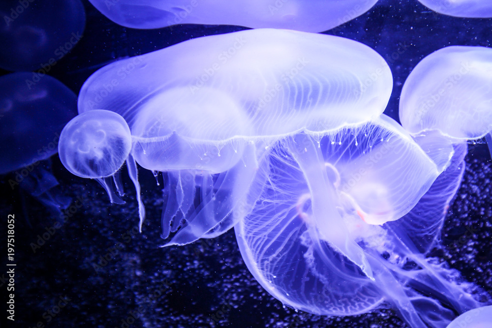 Fototapeta premium Qualle, Meduse