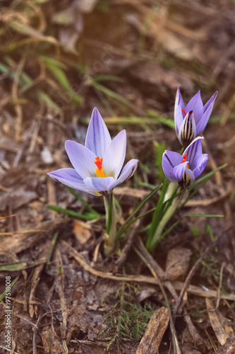 Beautiful crocus flowers during spring on Mount 
