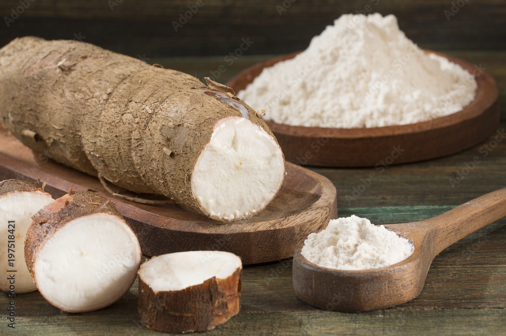 Fototapeta premium Cassava starch - Manihot esculenta