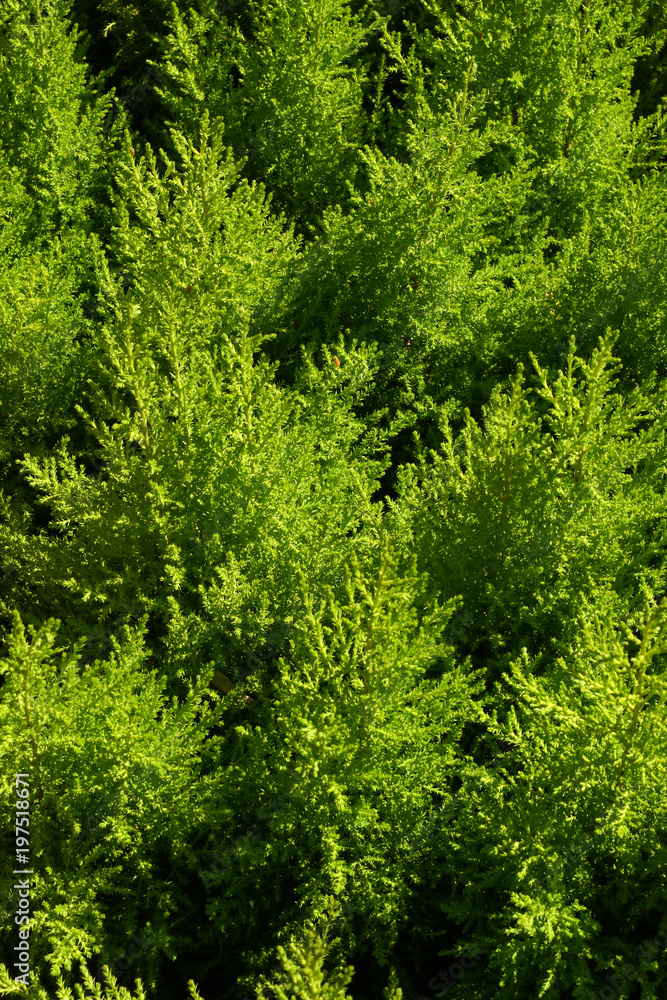 Pine trees close up Pine trees close up