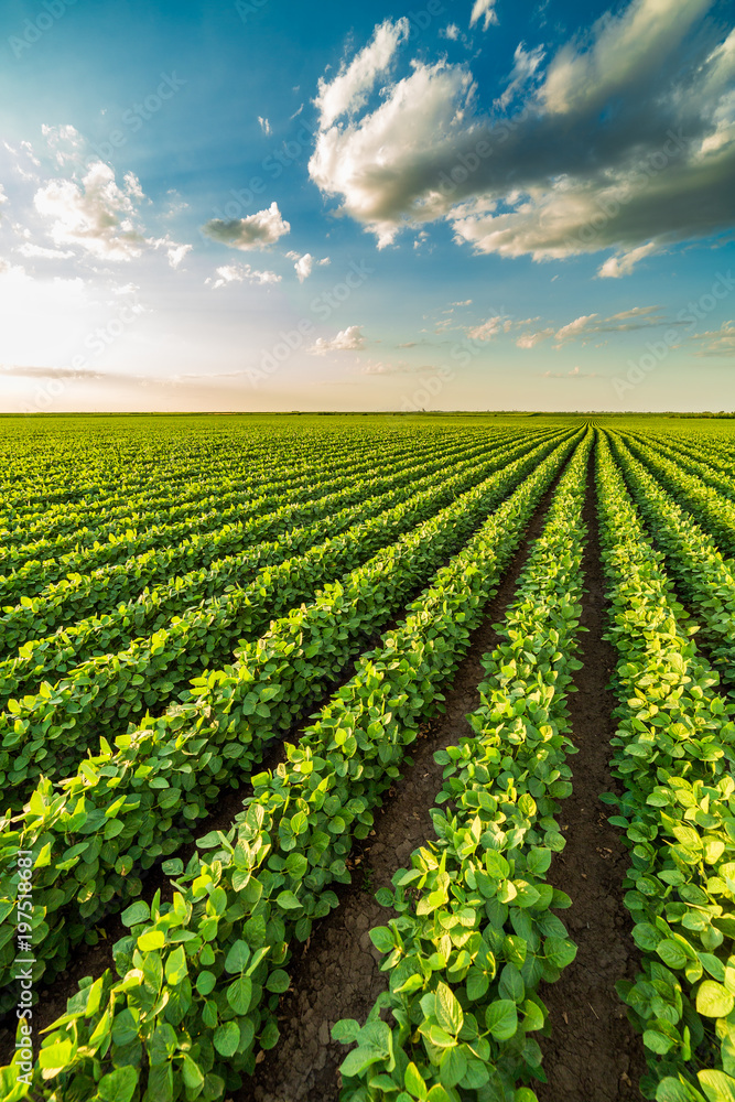 Green ripening soybean field, agricultural landscape - obrazy, fototapety, plakaty 