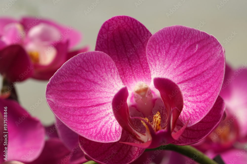 Butterfly Orchid. Feast, cymbidium Butterfly Orchid. Feast, cymbidium