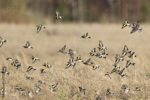 Quadro em tela European goldfinch