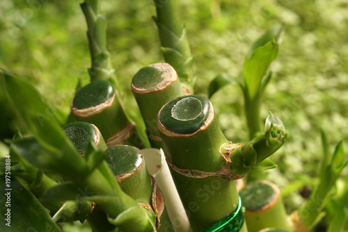 Bamboo stick close up photo