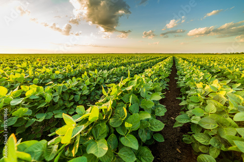 Green ripening soybean field, agricultural landscape photo